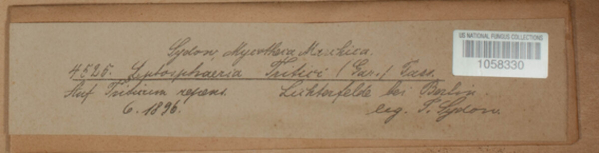 Leptosphaeria avenaria image